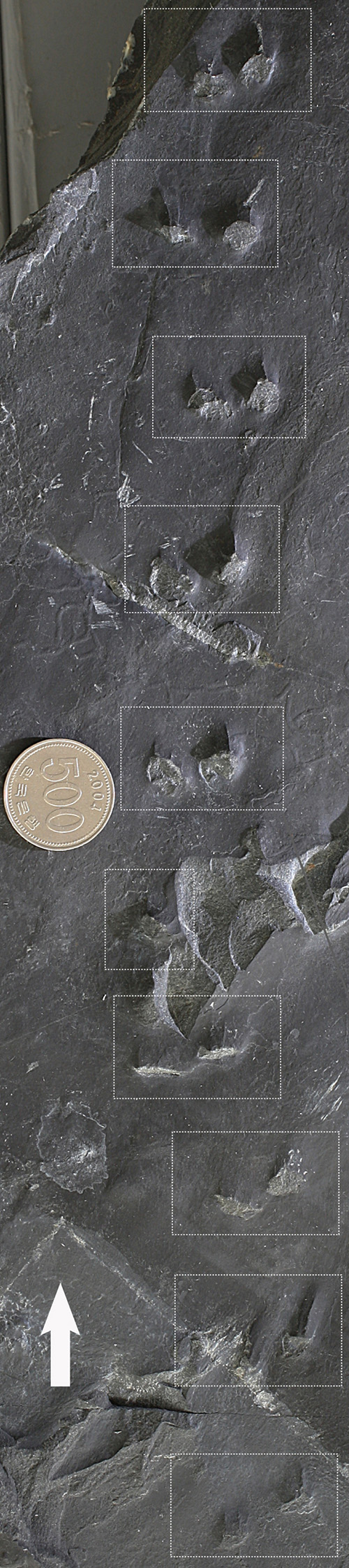 The footprints of a Cretaceous Period mammal are smaller than a KRW 500 coin, which has a diameter of 2.65 cm.